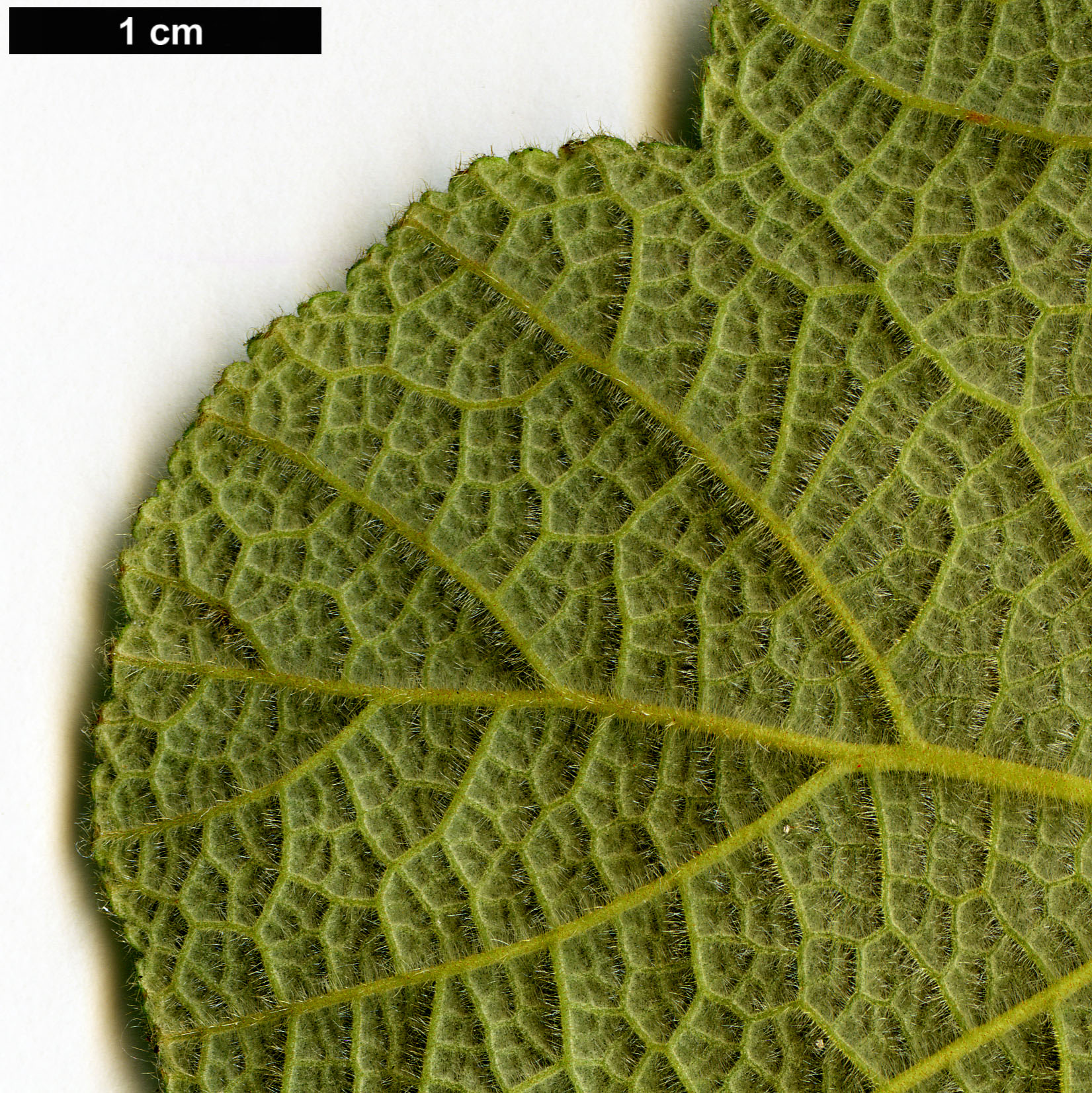 High resolution image: Family: Rosaceae - Genus: Rubus - Taxon: crassifolius